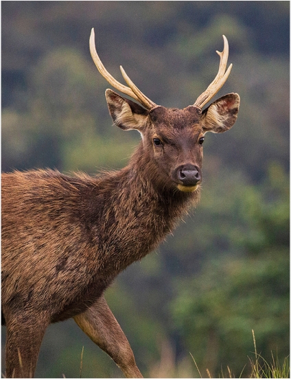 Horton Plains National Park