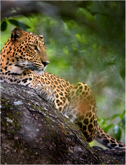 Wilpattu National Park