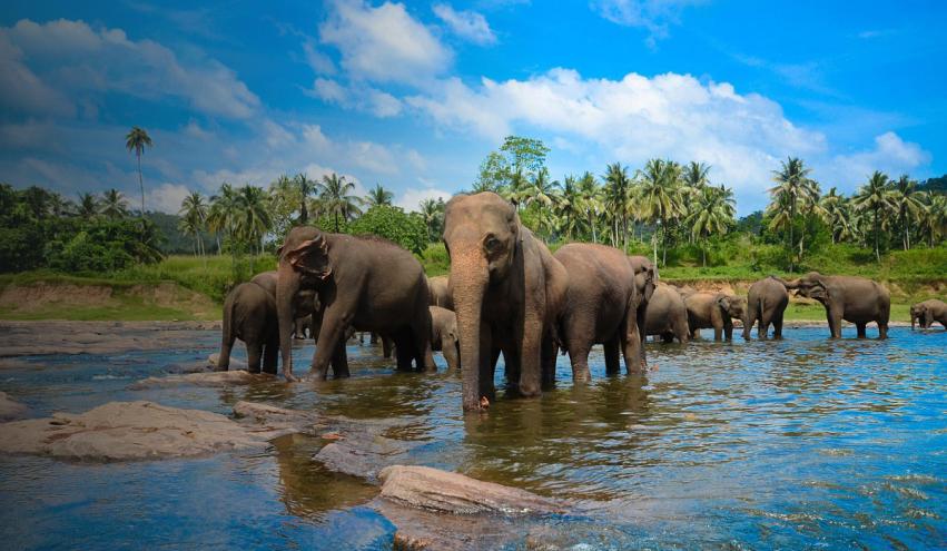 Sri Lanka tour named 10 Nights Tour of Sri Lanka