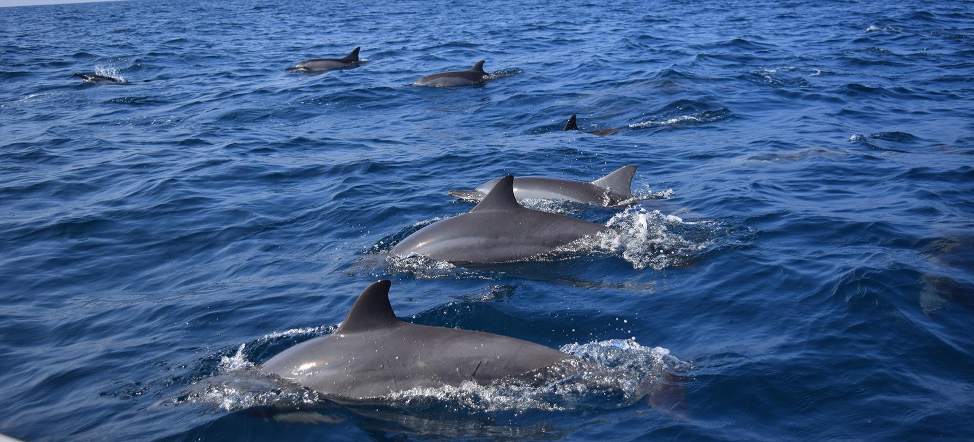 Dolphins in turquoise water, joyful interaction