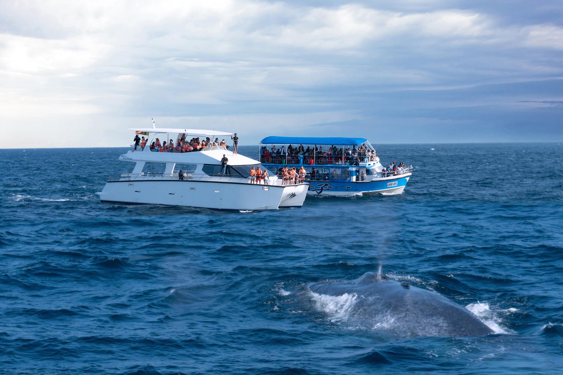 Tourist boats on whales watching safari, Sri Lanka