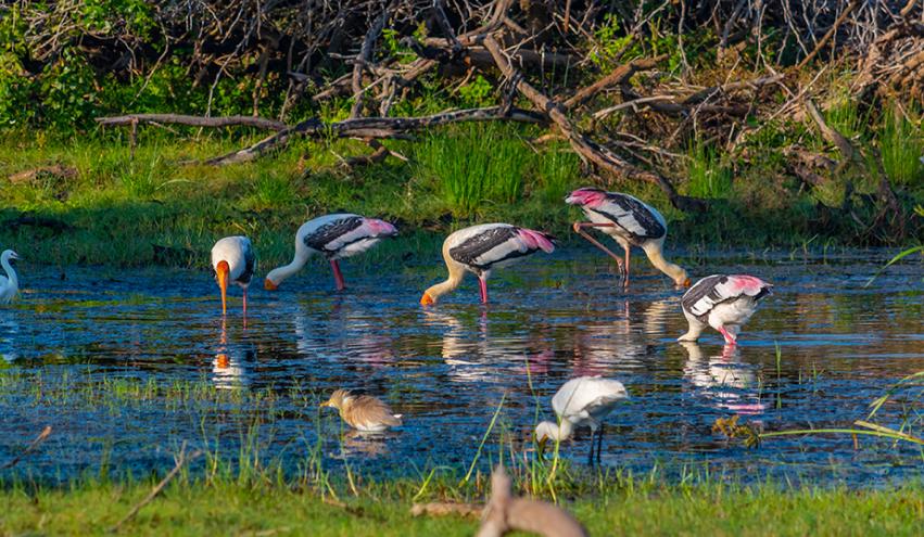 wildlife park image