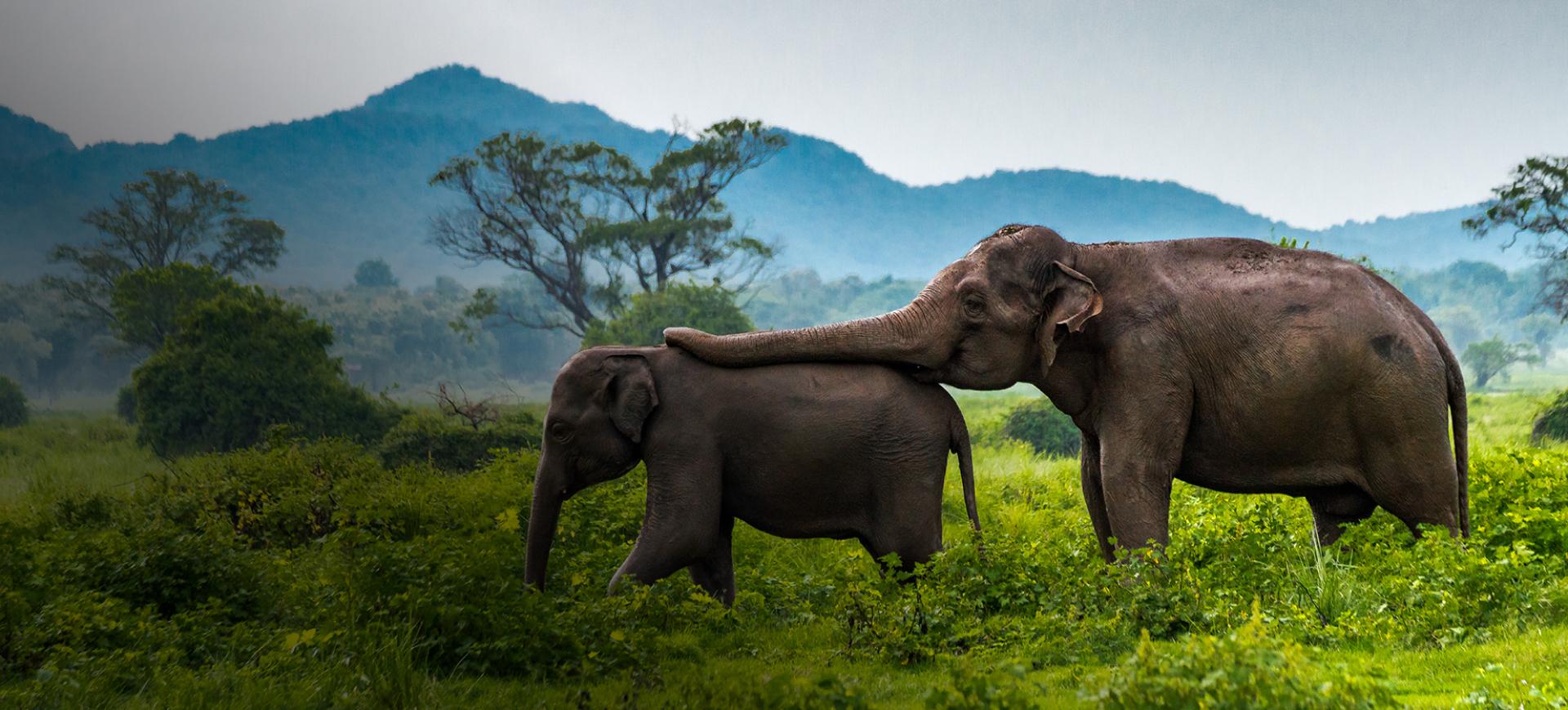 Wildlife and Adventure