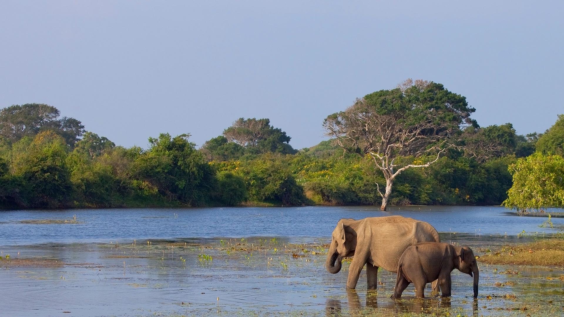 Elephants in Yala National Park River in Sri Lanka