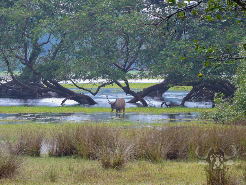 Willpattu national park