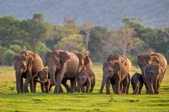 minneriya elephant