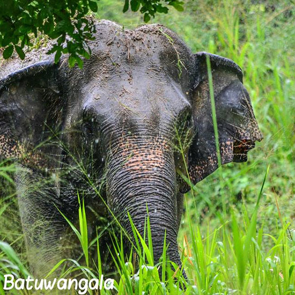 Gal Oya National Park | Sri Lanka Wildlife Tour