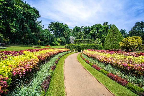 Peradeniya botnical garden